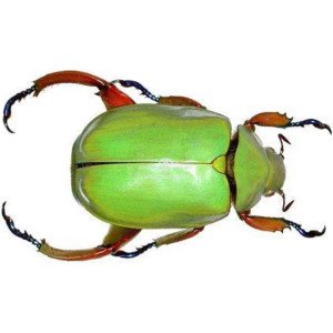 CHRYSINA ADOLPHI